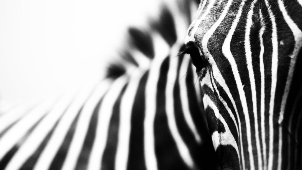 PXM Wall décor art photographic on canvas wildlife zebra face close up black & white